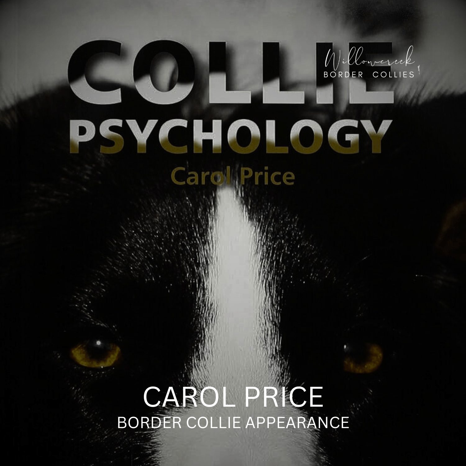 WHY DO BORDER COLLIES VARY SO MUCH, PHYSICALLY, AS A BREED?
