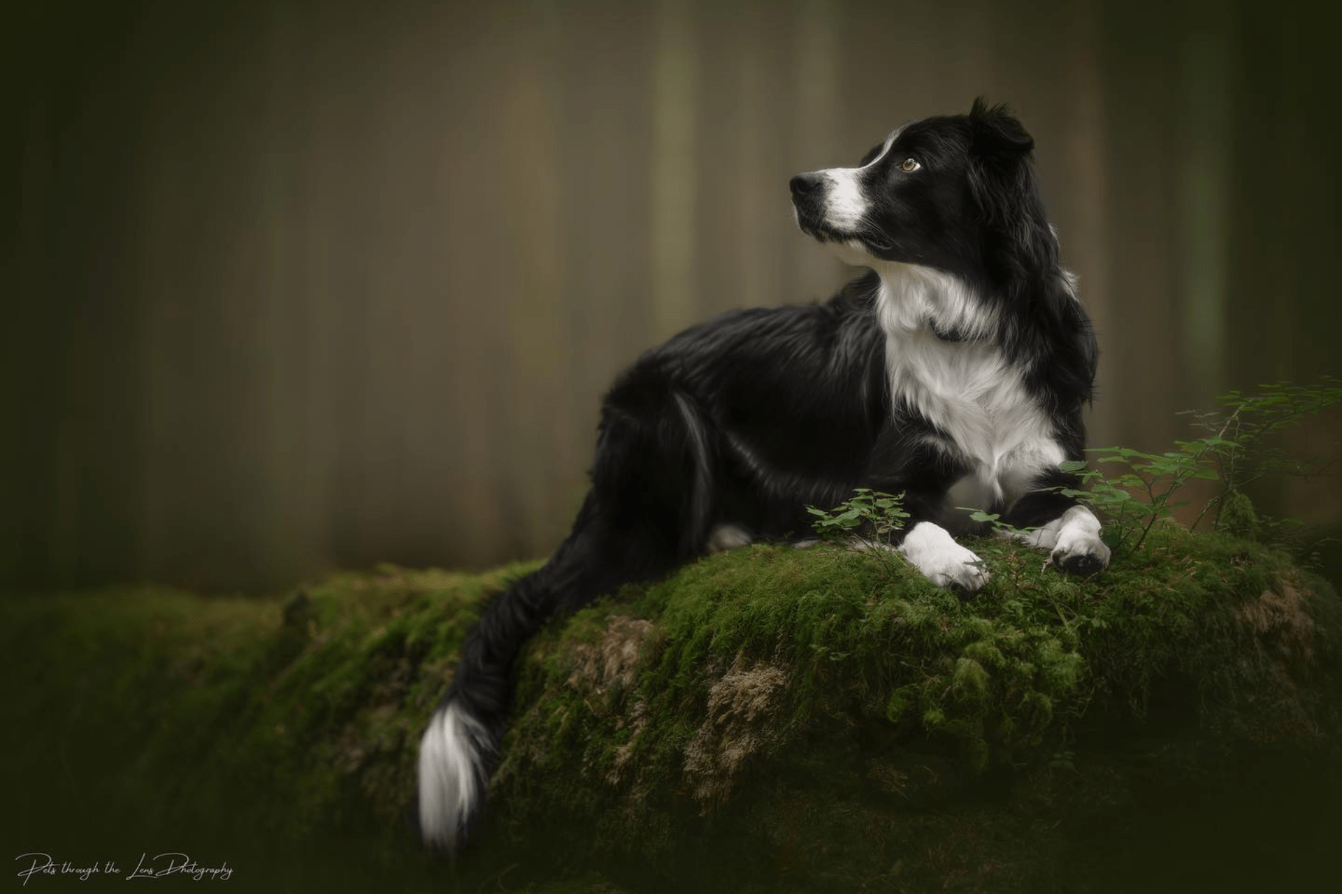 Pet Photography — Pets Through The Lens