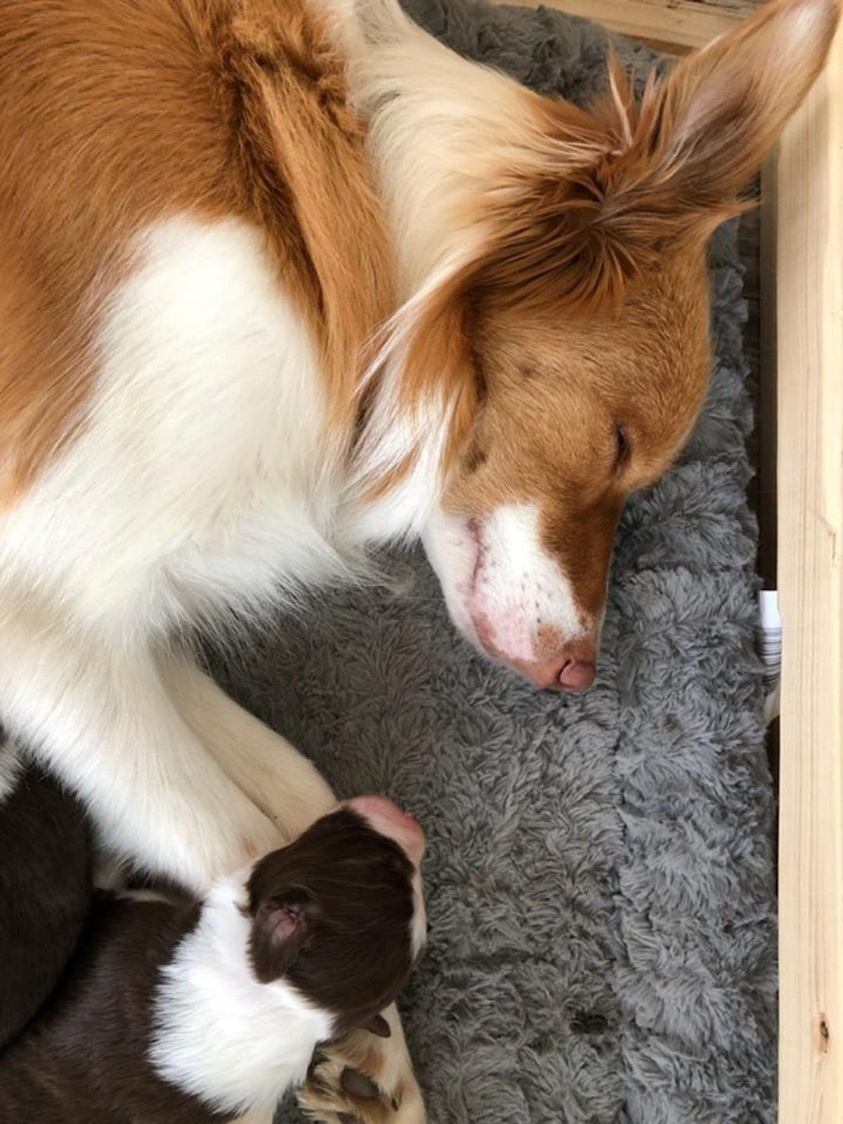 Willowcreek Border Collie Puppies | Border Collie Puppies in Canada