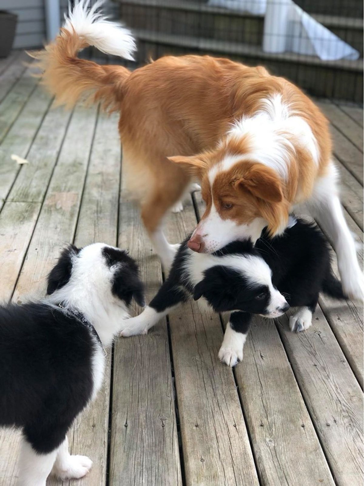 Willowcreek Border Collie Puppies | Border Collie Breeders in Canada