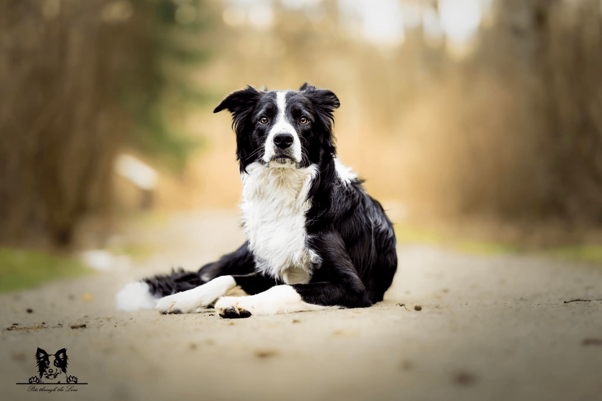 Pet Photography — Pets Through The Lens