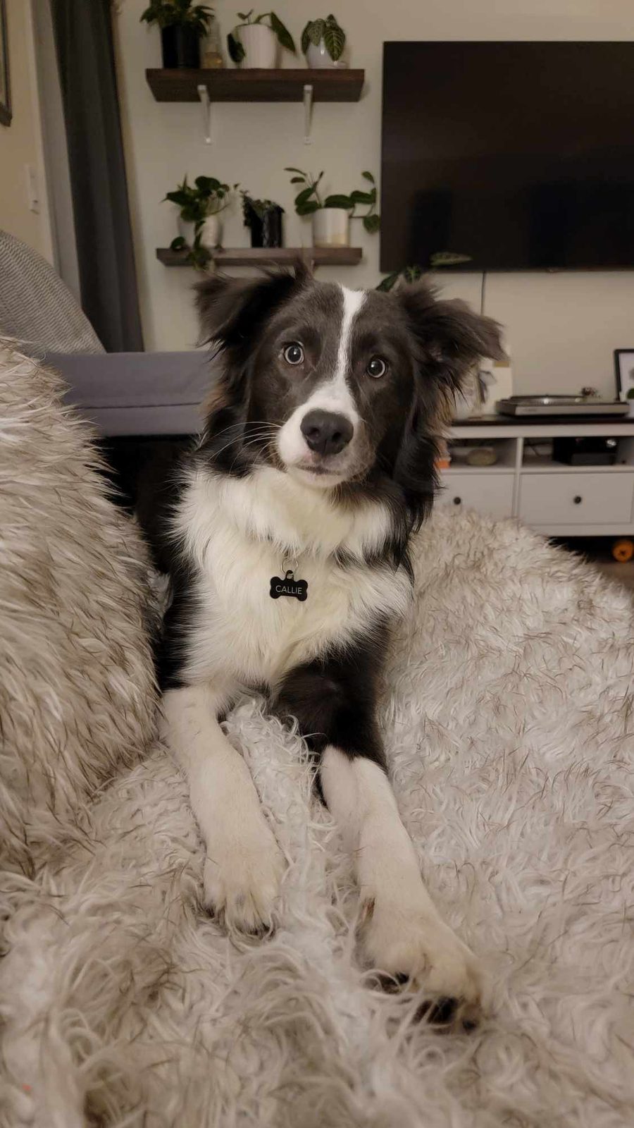 Blue border collie puppies for sale