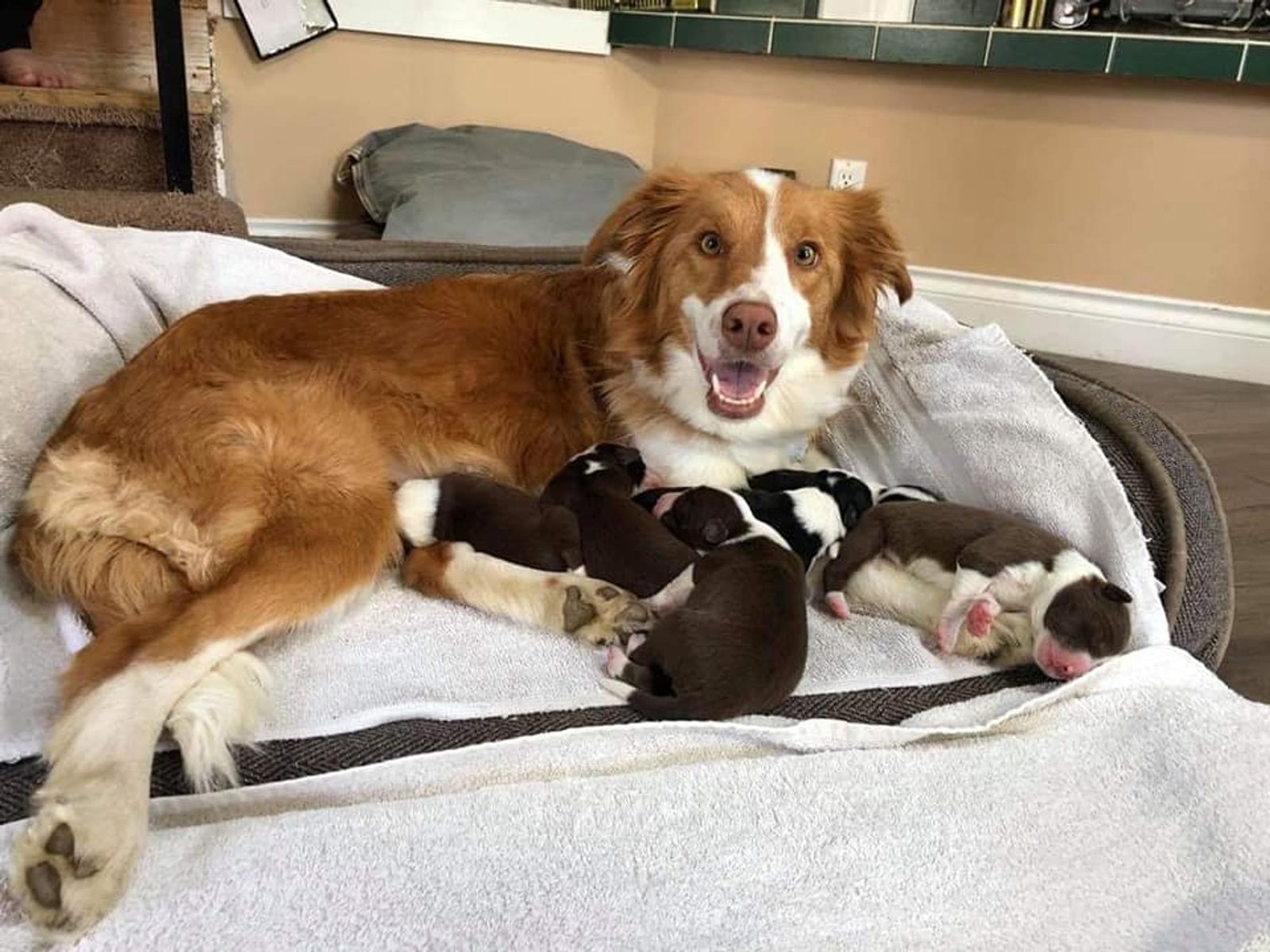 Willowcreek Border Collie Puppies | Border Collie Puppies in Canada