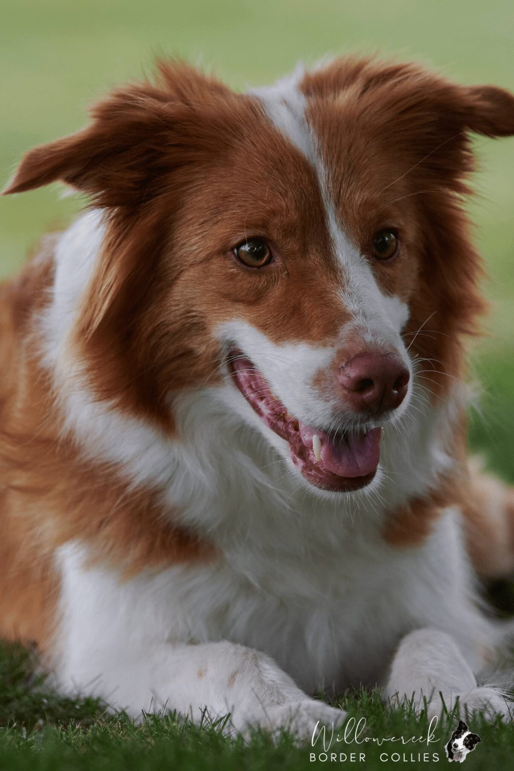 Willowcreek Border Collies | Piper