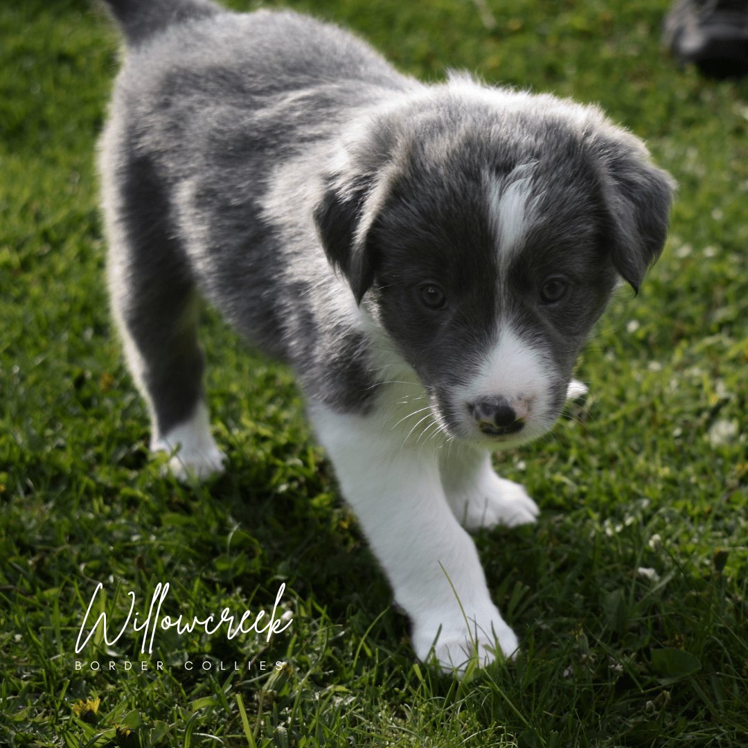 blue border collie puppies