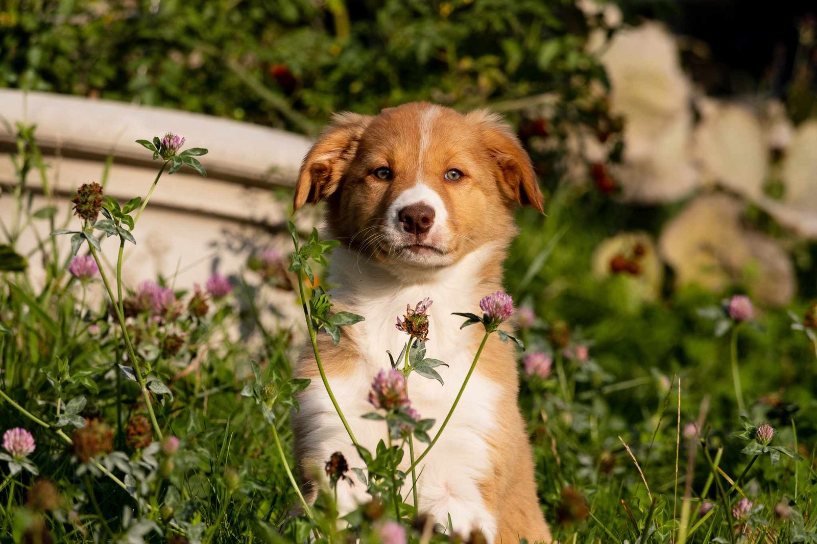 Willowcreek Border Collies | Ivy