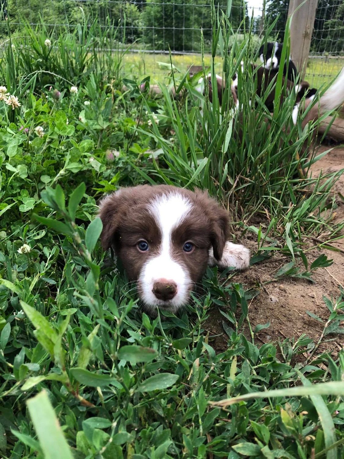 Willowcreek Border Collie Puppies | Border Collie Puppies in Canada