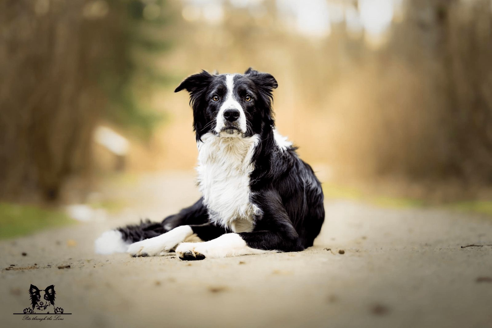 Willowcreek Border Collies | Border Collie Breeders in Canada