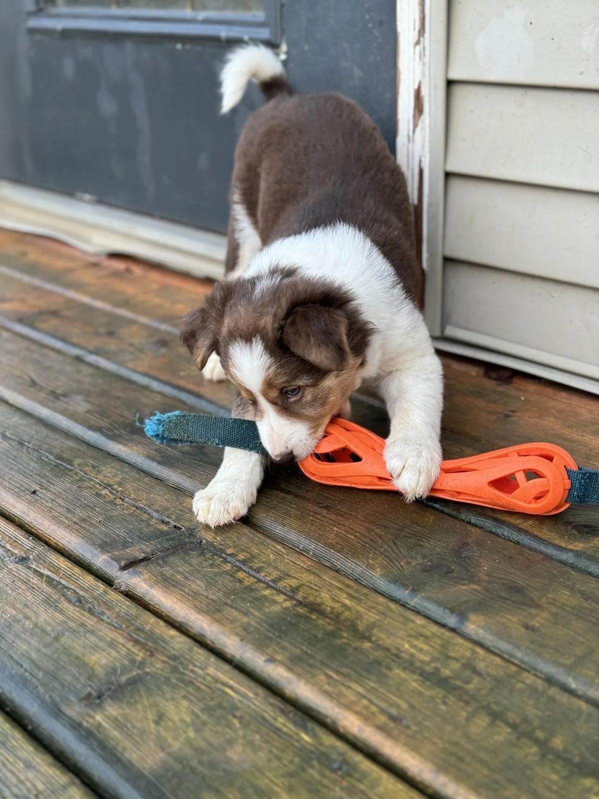 Best Border Collie Breeder in BC