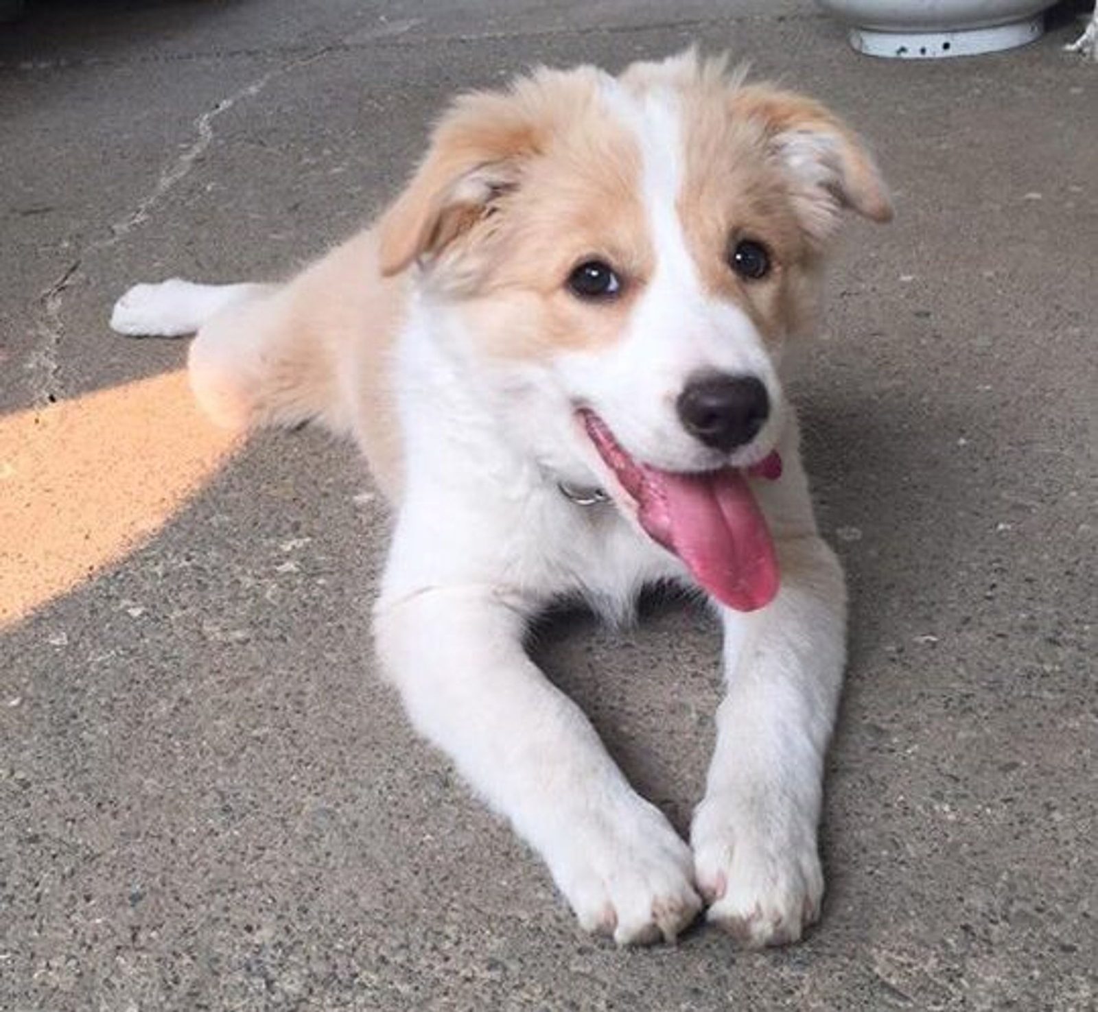 Willowcreek Border Collie Puppies | Border Collie Puppies in Canada