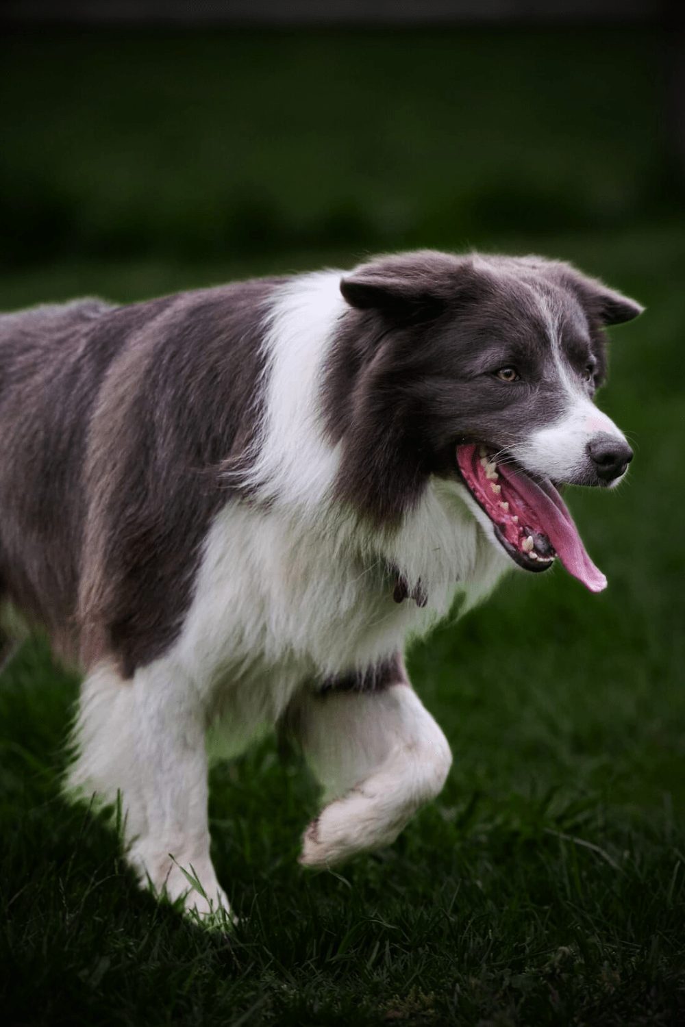 Willowcreek Border Collies | Border Collie Puppies