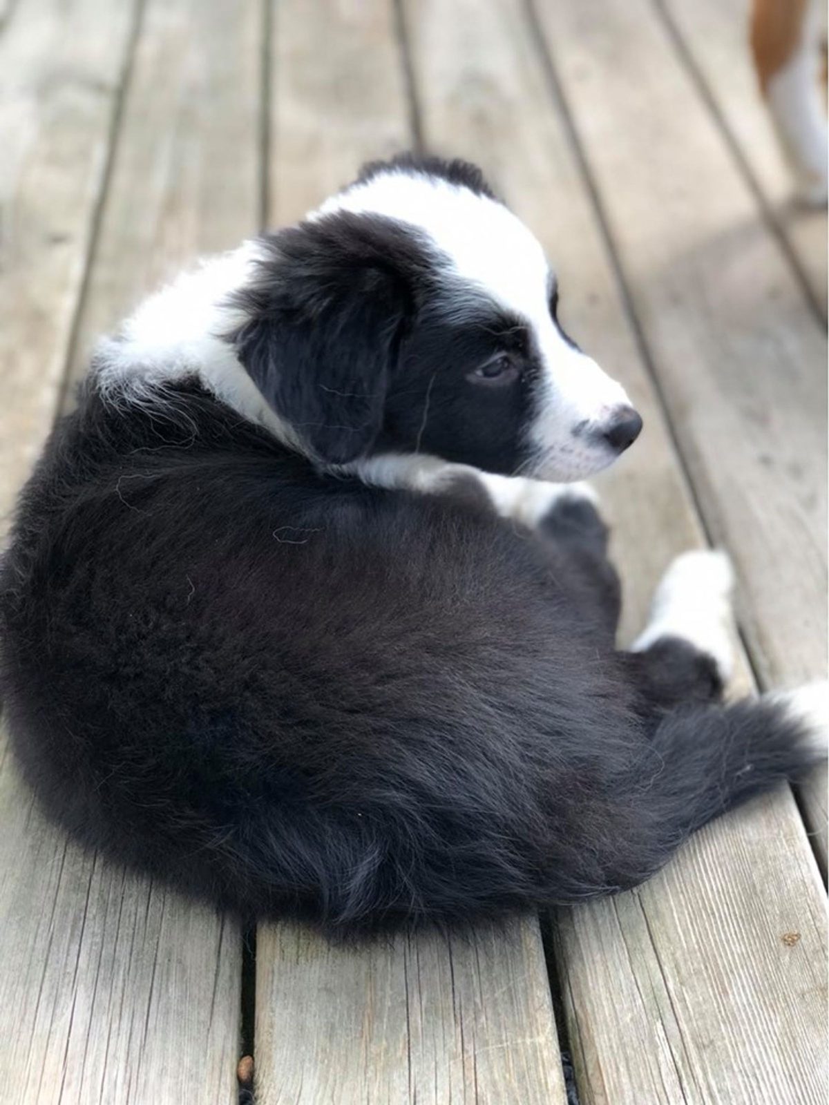 Willowcreek Border Collie Puppies | Border Collie Breeders in Canada