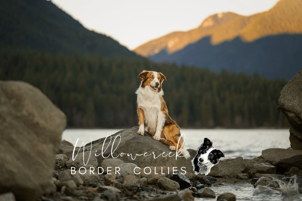 Tavish, Willowcreek Border Collie sire