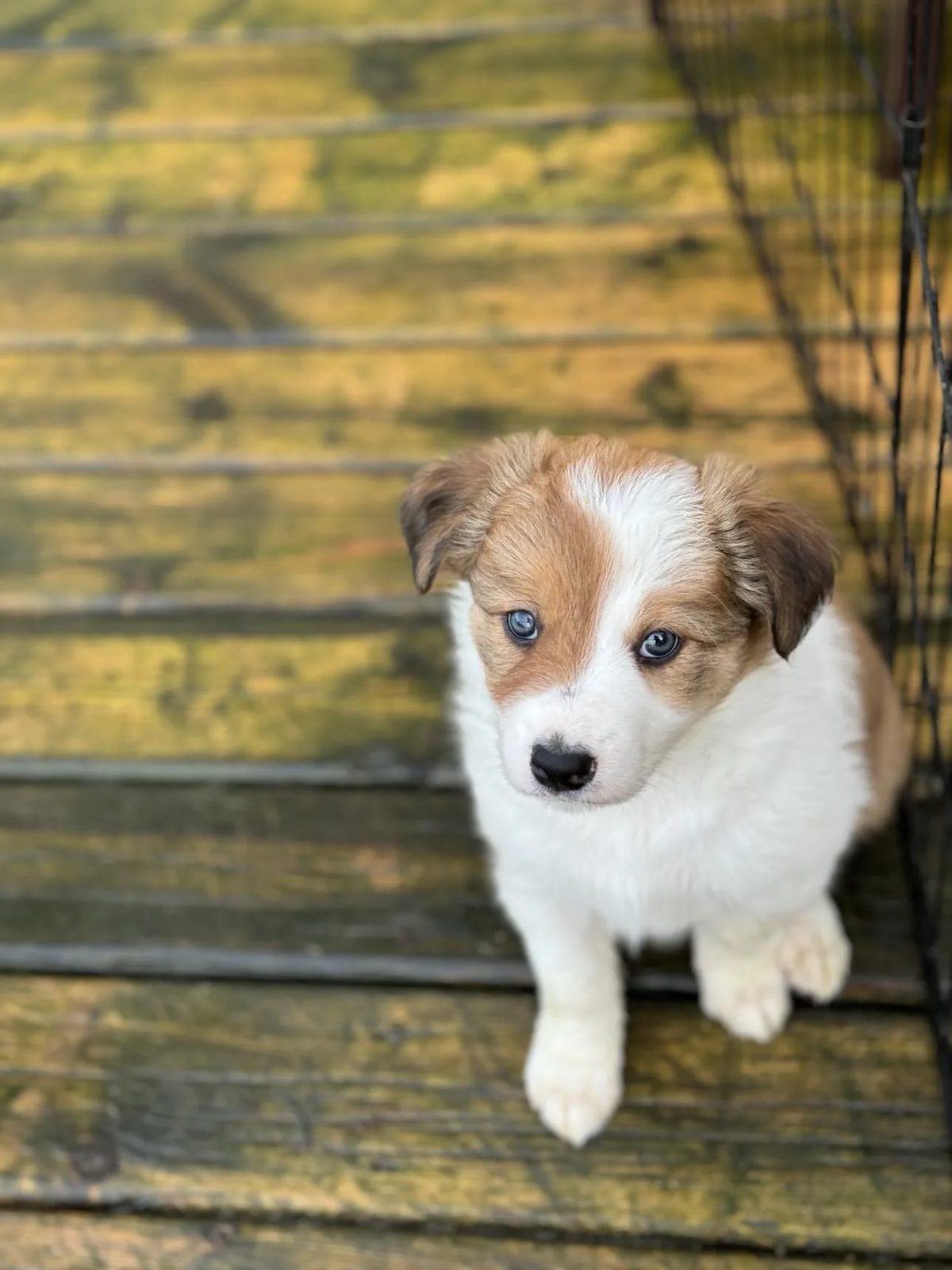 Best Border Collie Breeder in BC