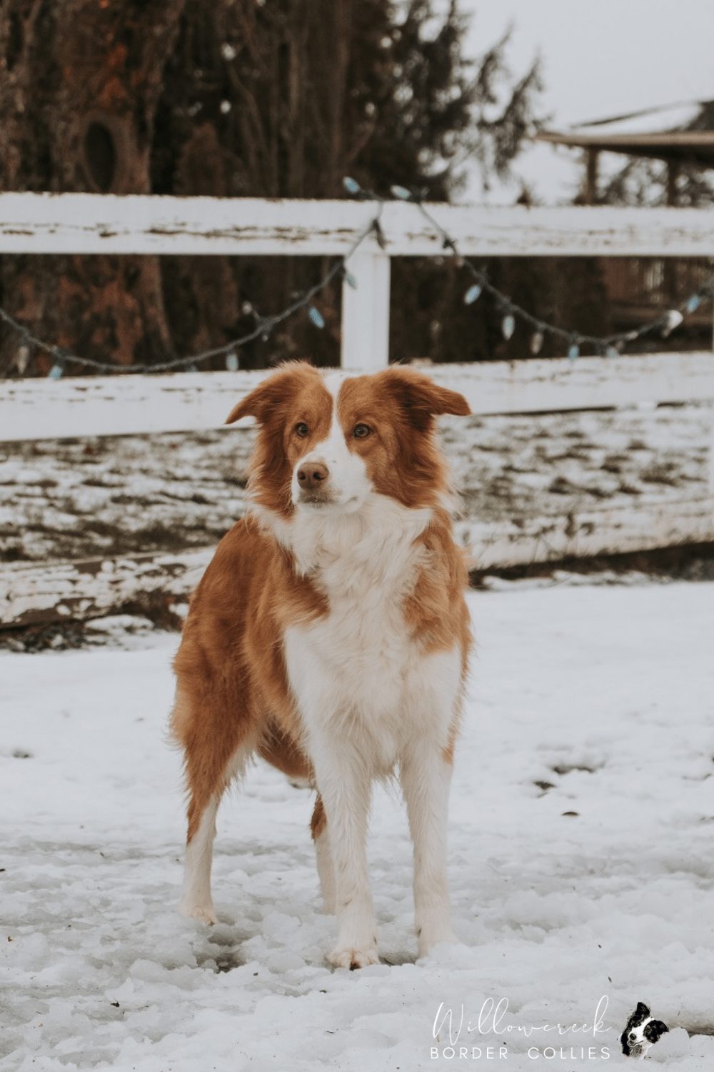 ee Red Border Collie Puppies in Canada