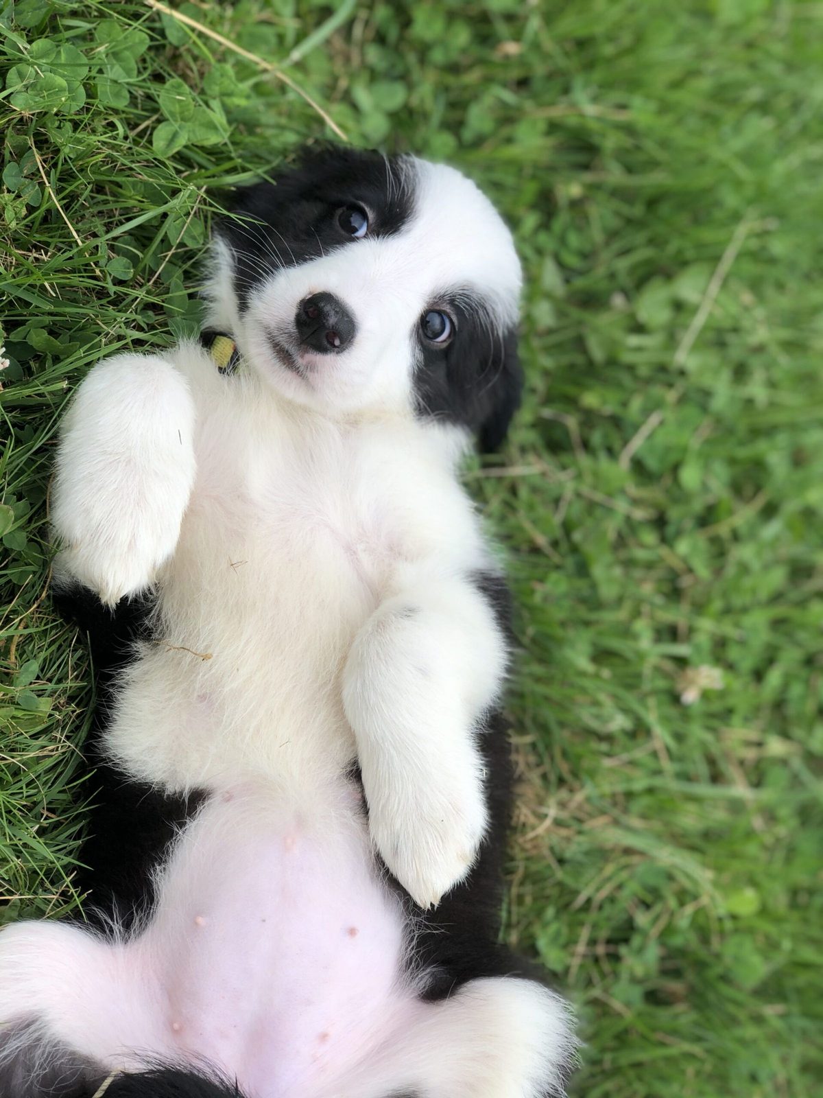 Willowcreek Border Collie Puppies | Border Collie Breeders in Canada