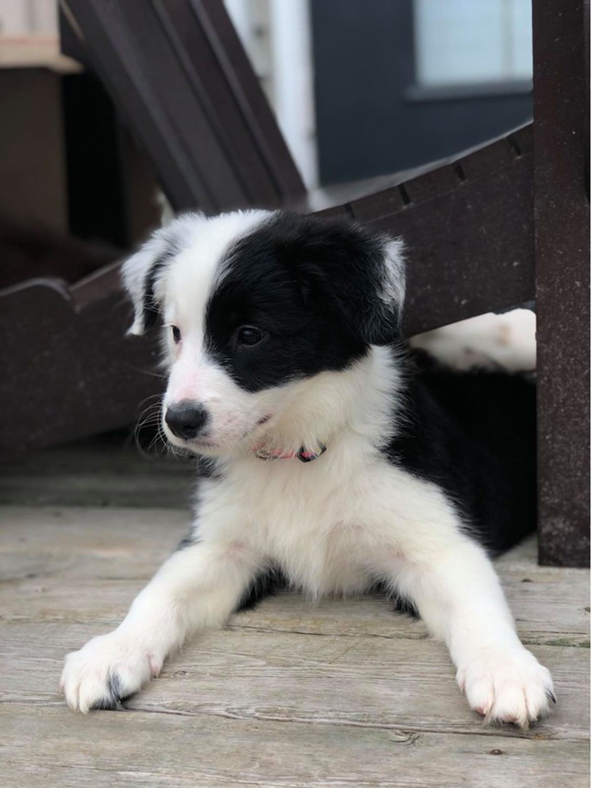 Willowcreek Border Collie Puppies | Border Collie Breeders in Canada