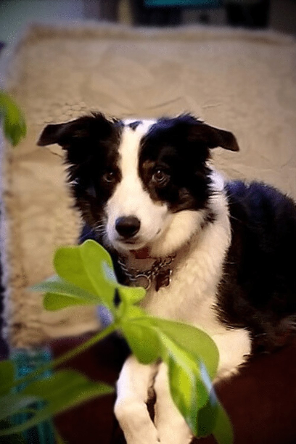 Riley resting beside the window