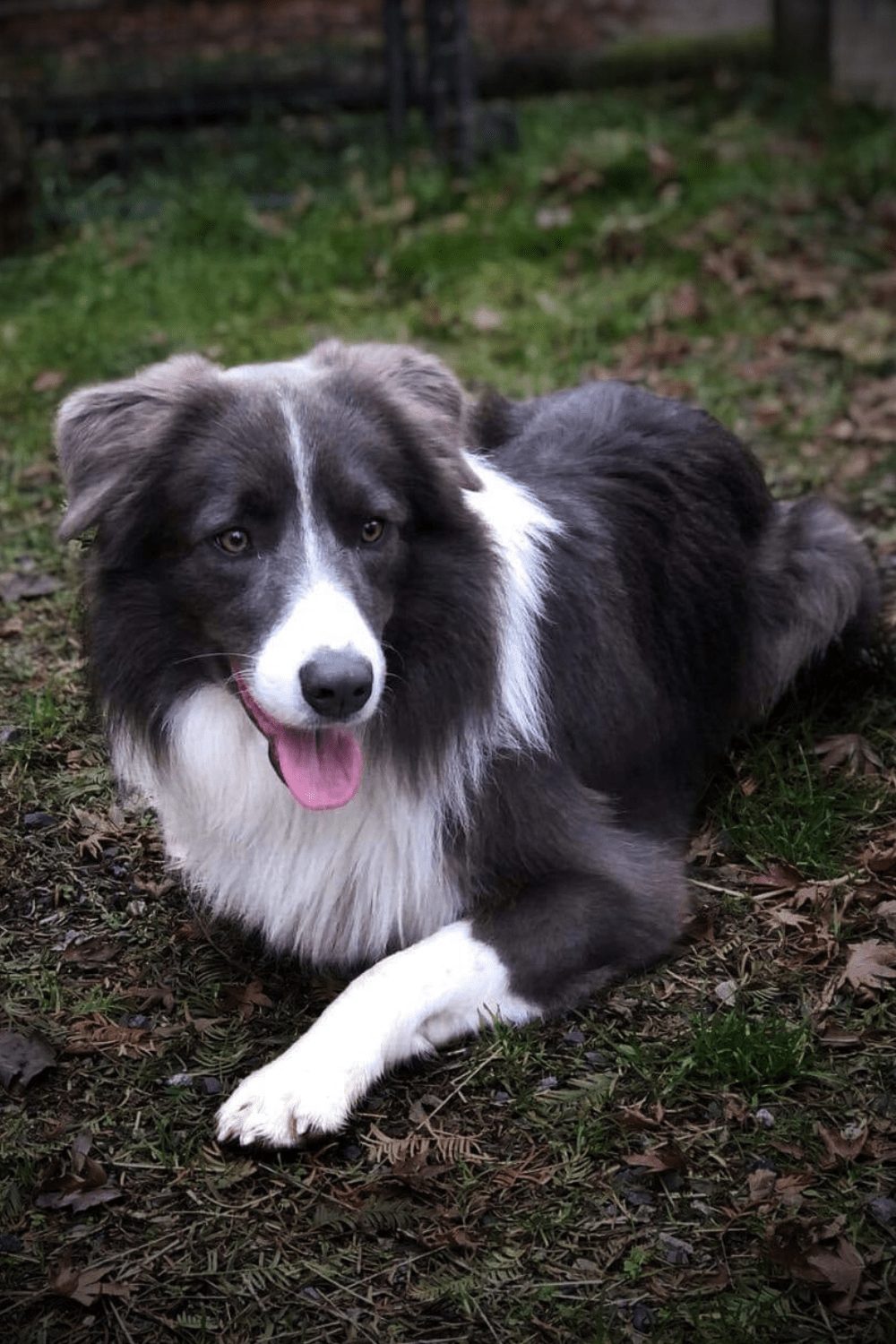 Willowcreek Border Collies | Border Collie Puppies