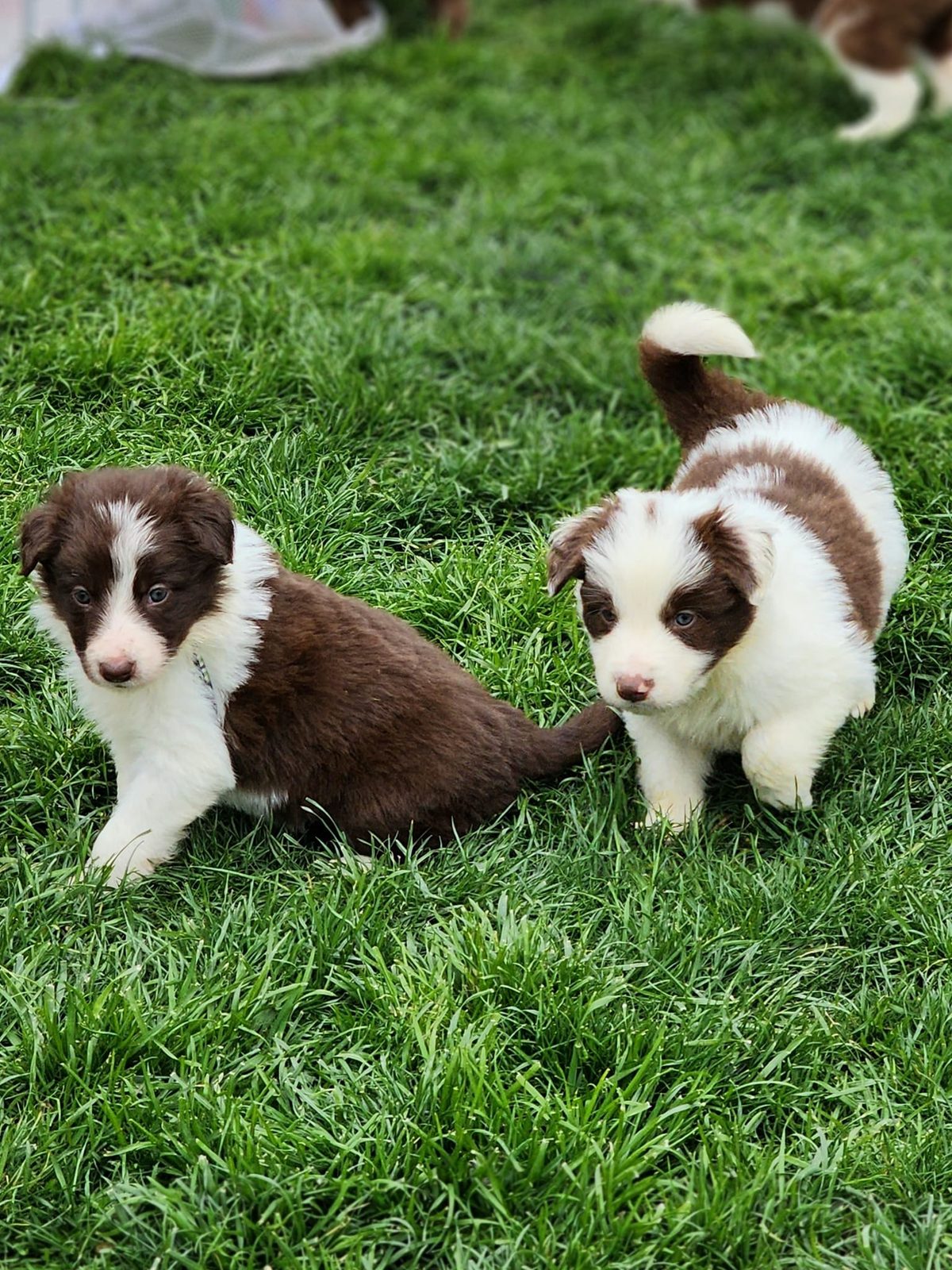 Willowcreek Border Collie Puppies | Border Collie Breeders in Canada