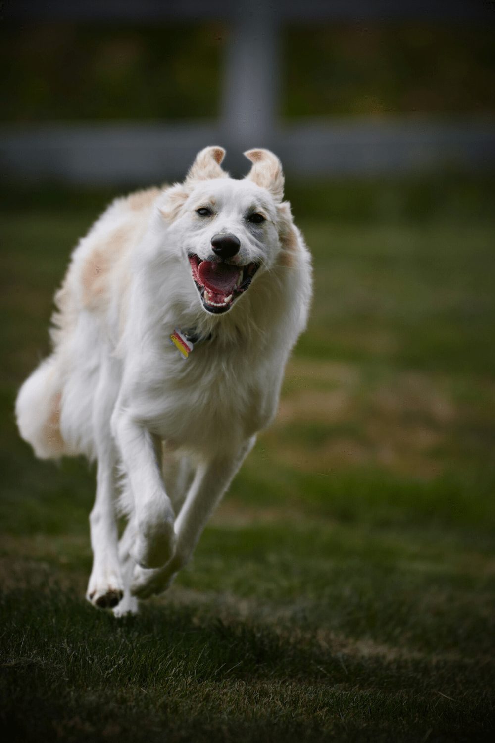 Willowcreek Border Collies | Ivy