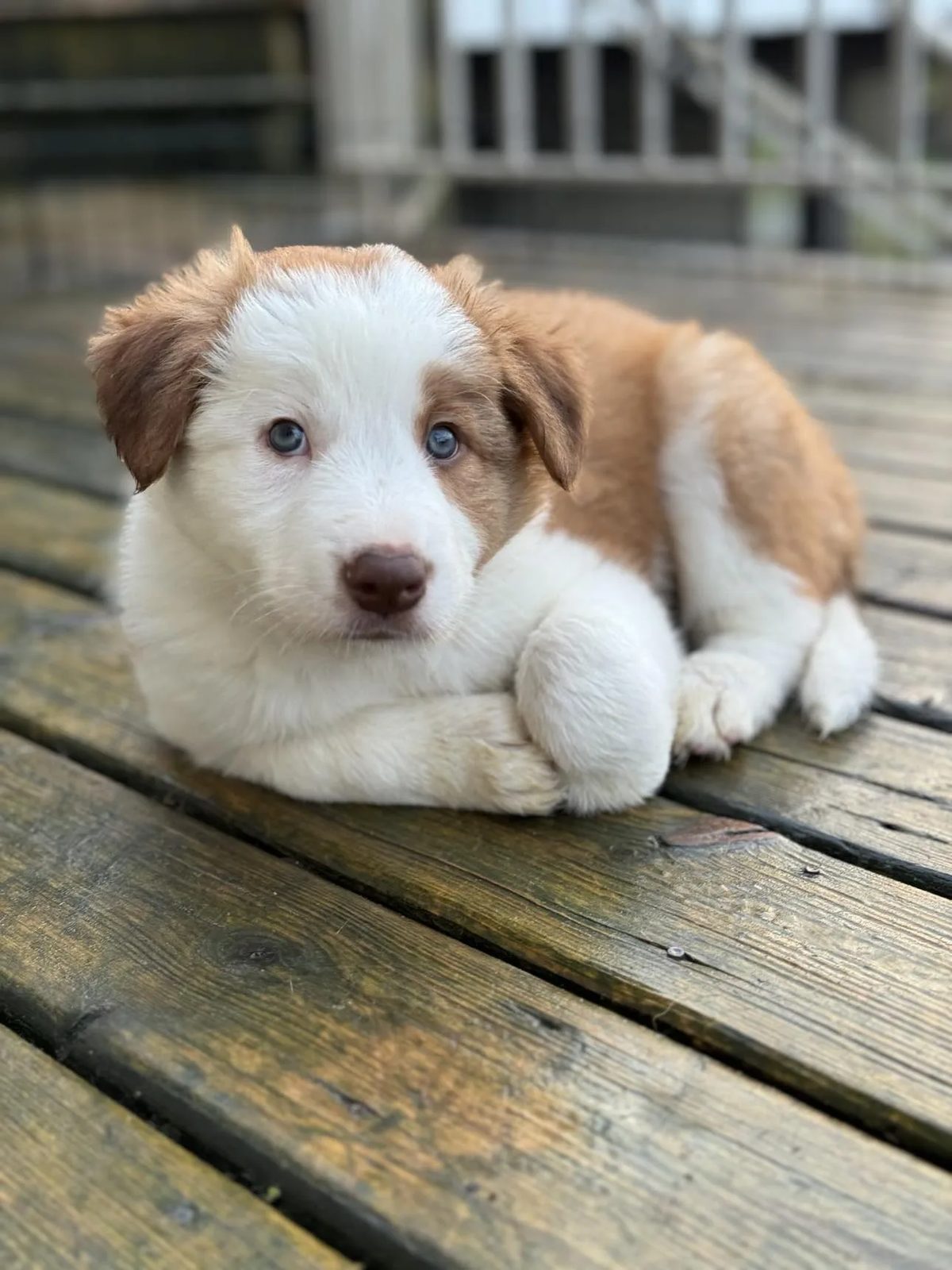 Best Border Collie Breeder in BC