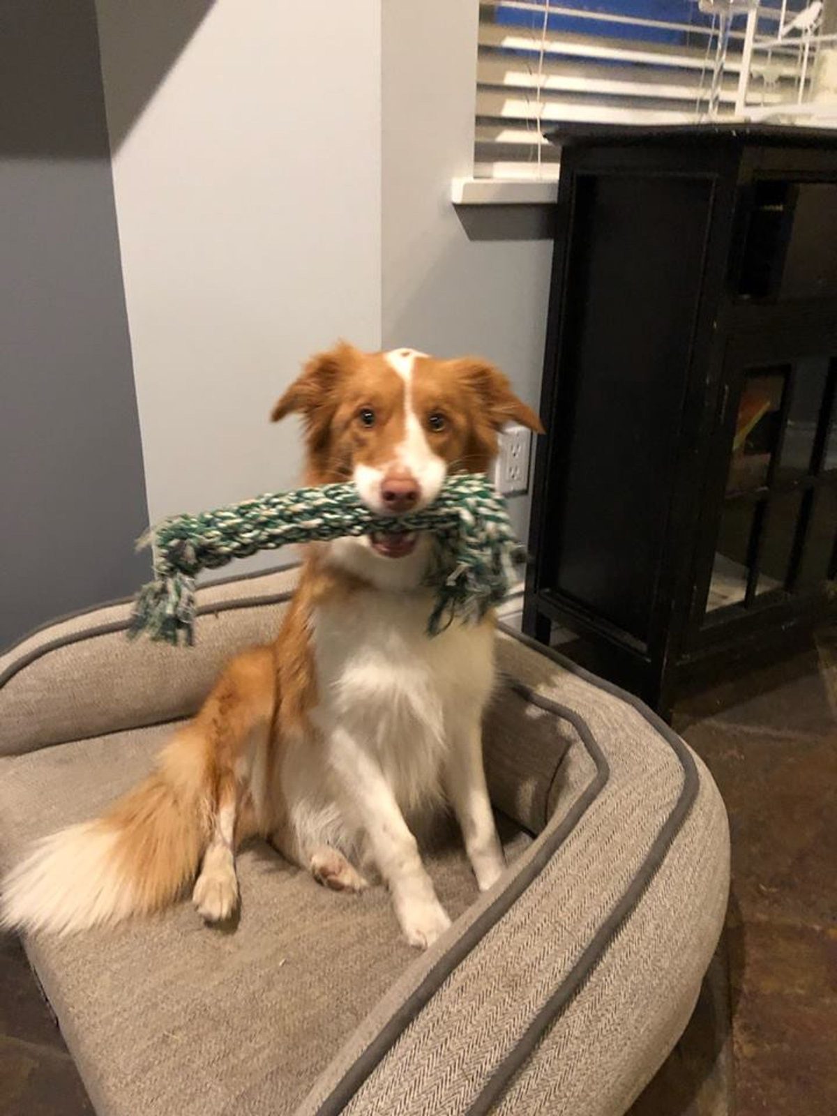Willowcreek Border Collie Puppies | Border Collie Puppies in Canada