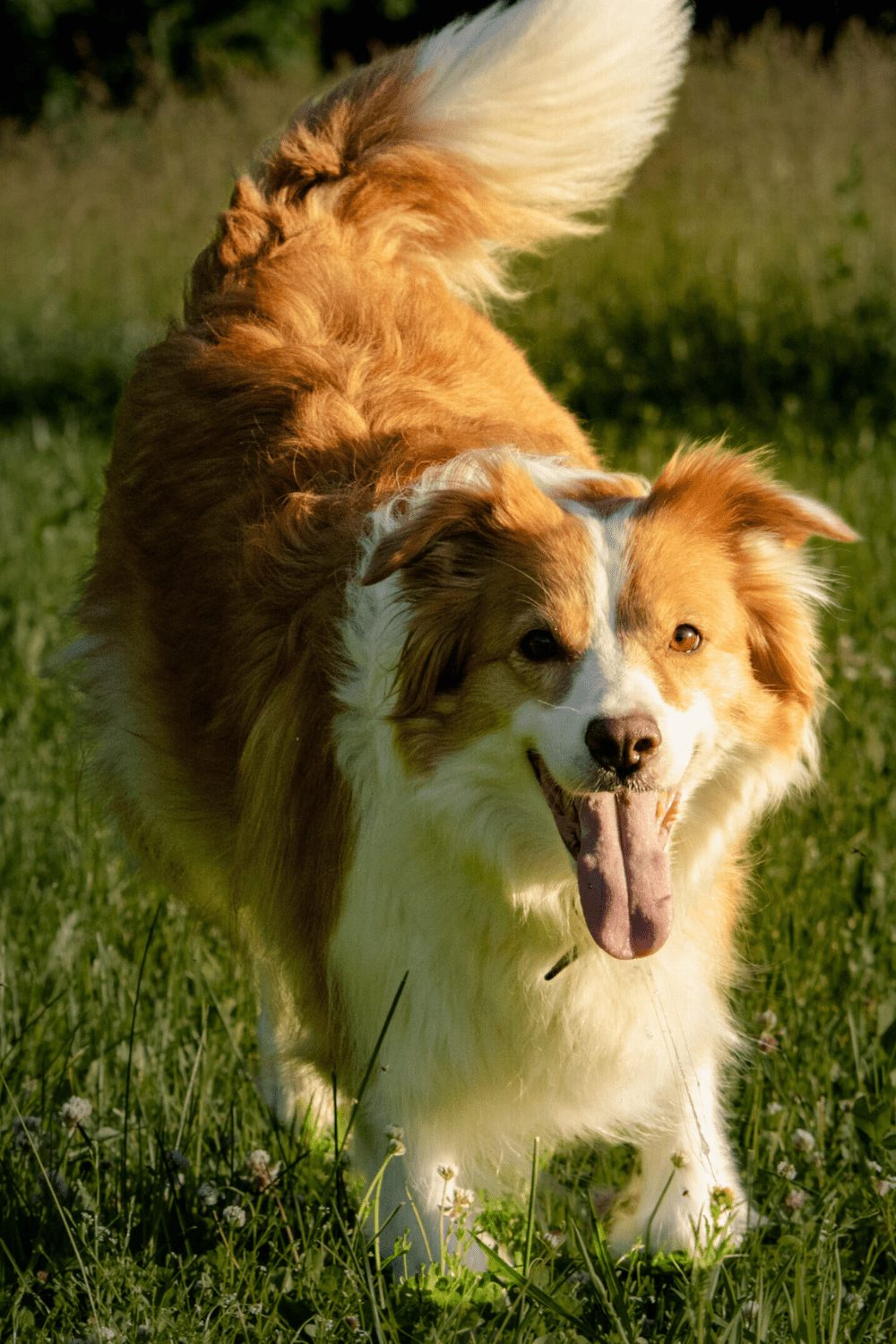 Willowcreek Border Collies | Lucy