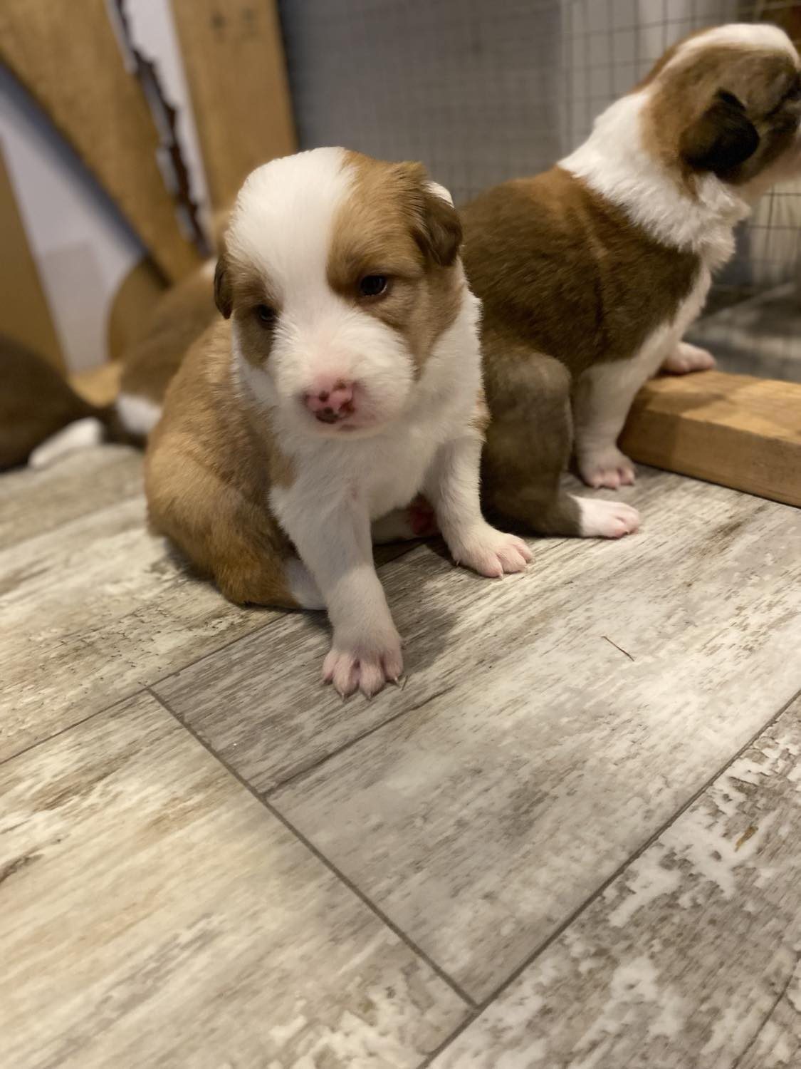 Willowcreek Border Collies | Border Collie Puppies