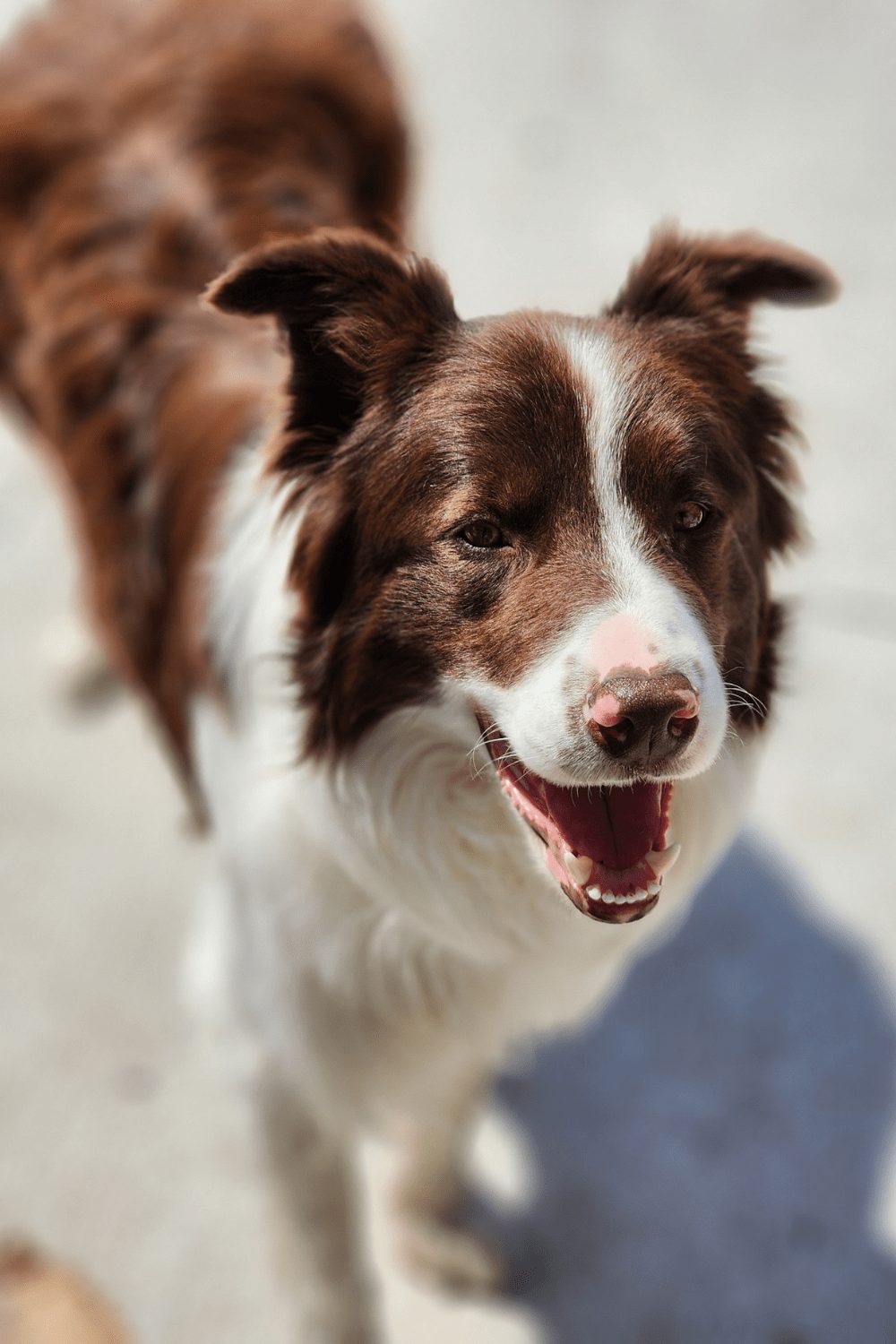 Willowcreek Border Collies | Border Collie Breeders in Canada