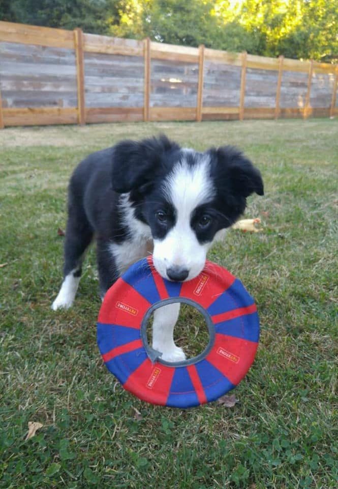 Willowcreek Border Collie Puppies | Border Collie Breeders in Canada