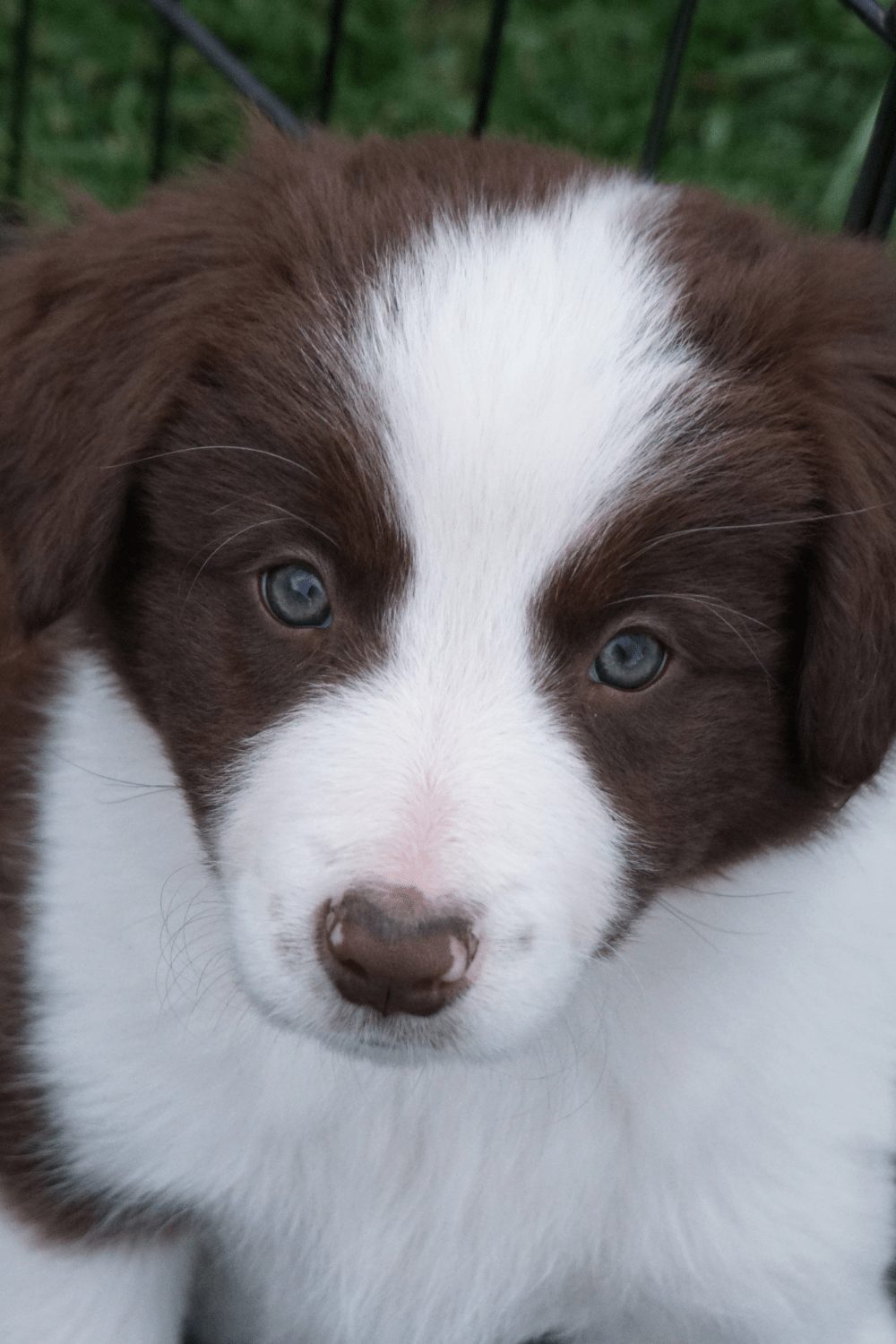 Willowcreek Border Collie Puppies | Border Collie Breeders in Canada