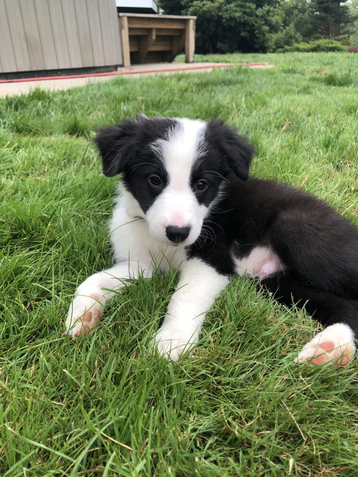 Willowcreek Border Collie Puppies | Border Collie Breeders in Canada