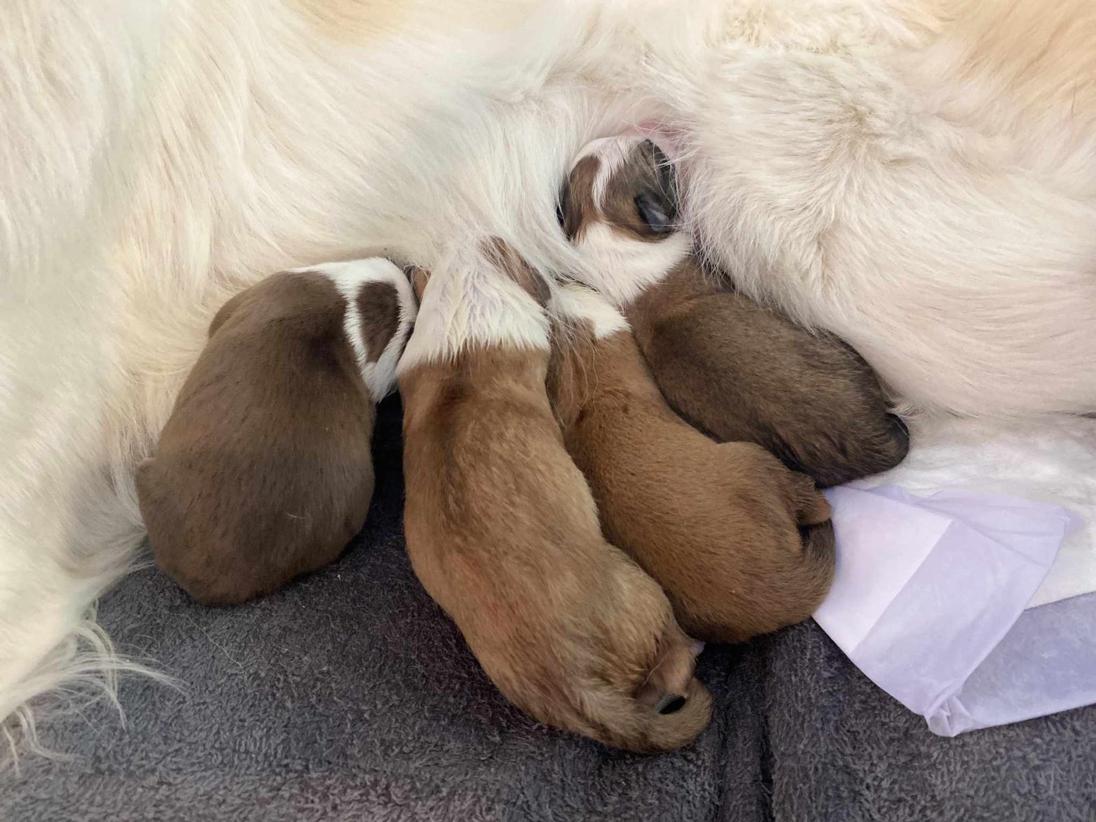 Willowcreek Border Collies | Border Collie Puppies