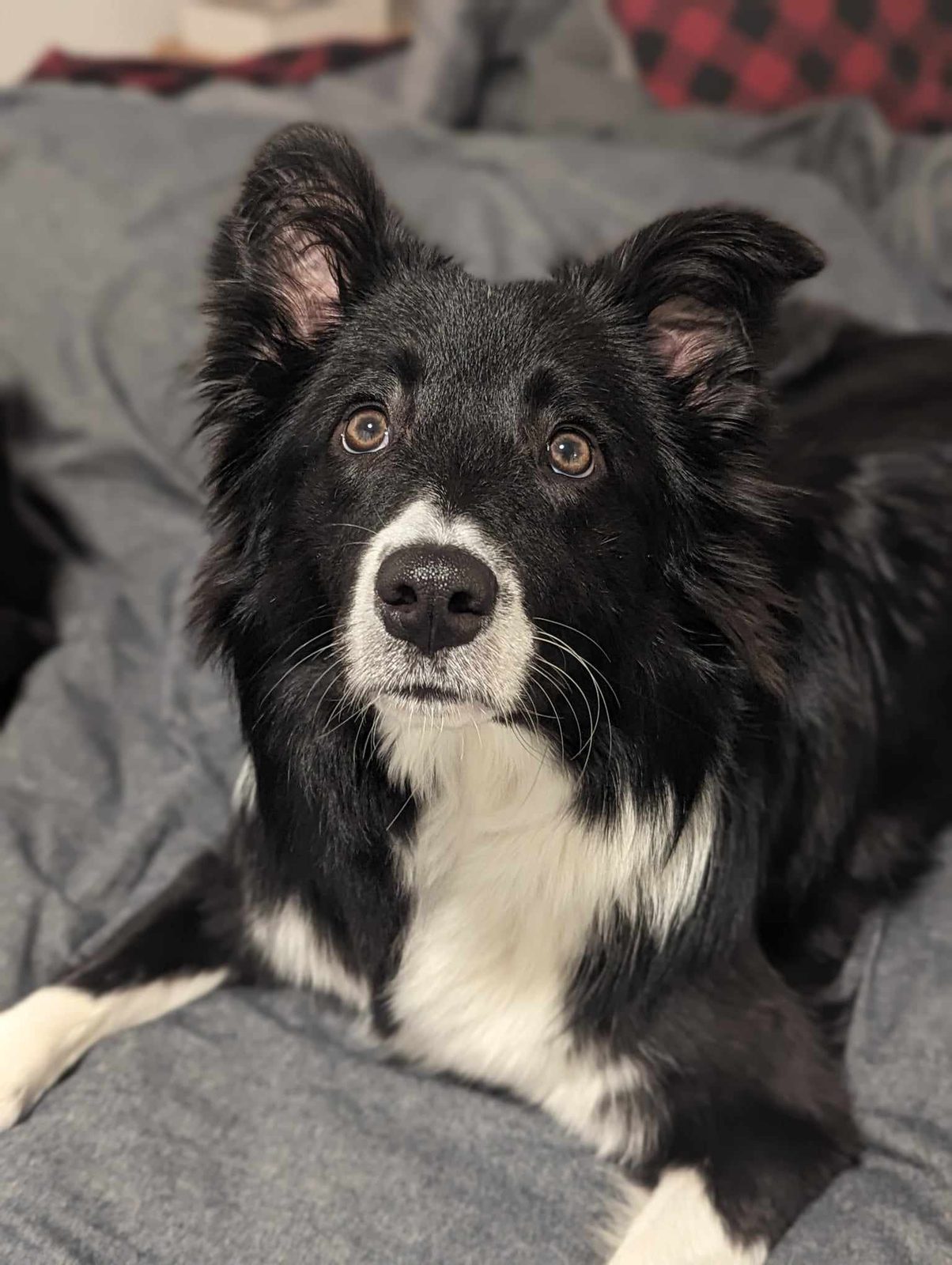 Blue Border Collie Puppies for sale
