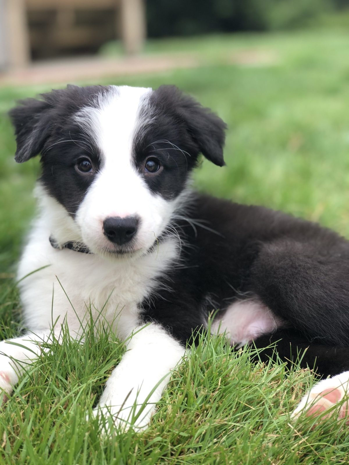 Willowcreek Border Collie Puppies | Border Collie Breeders in Canada