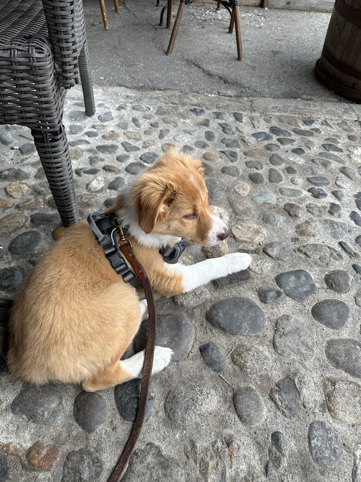 Available Border Collie Puppies