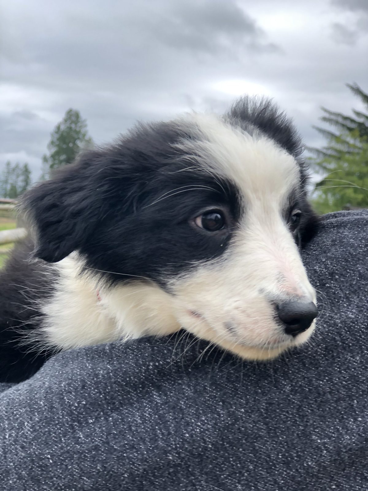 Willowcreek Border Collie Puppies | Border Collie Breeders in Canada