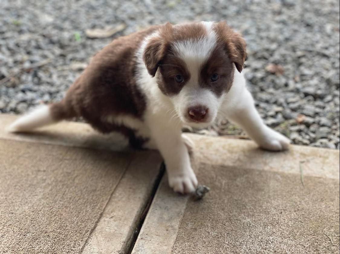 Available Border Collie Puppies