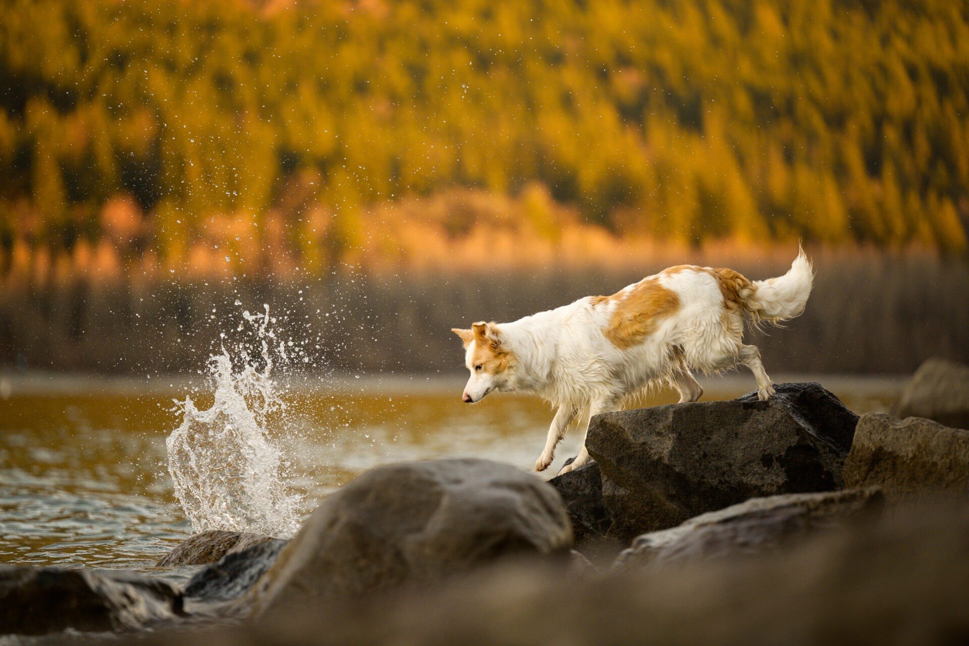 A Border Collie running through a river in autumn light