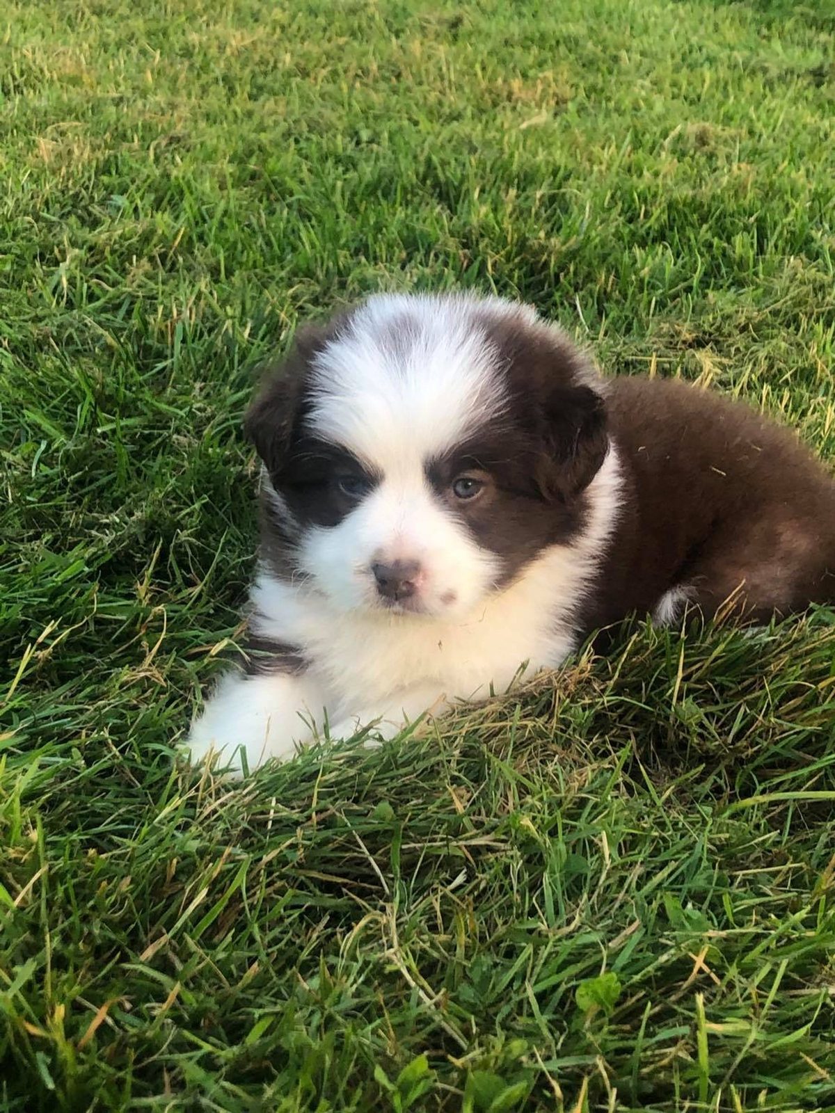 Willowcreek Border Collie Puppies | Border Collie Puppies in Canada