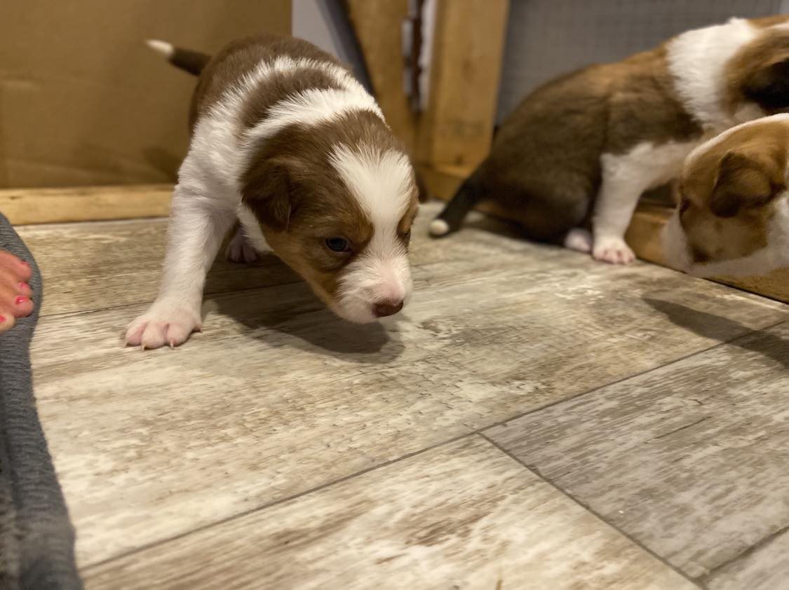 Willowcreek Border Collies | Border Collie Puppies