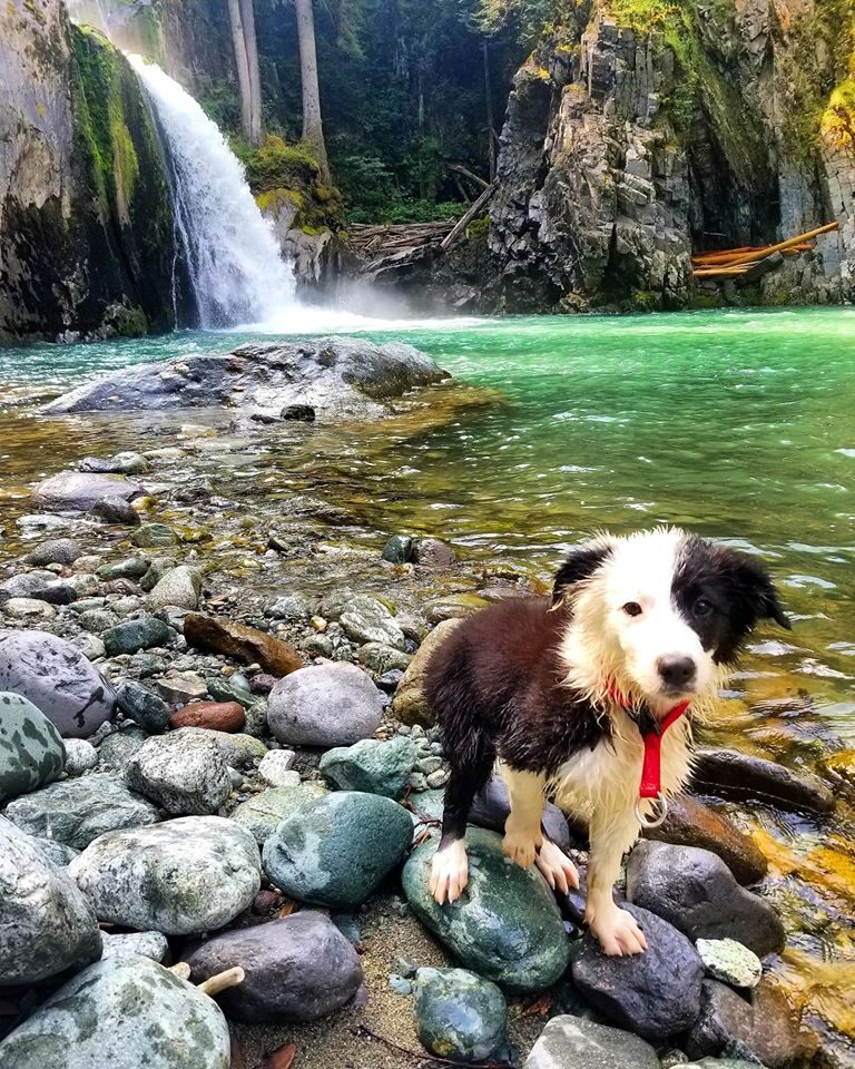 Willowcreek Border Collie Puppies | Border Collie Breeders in Canada