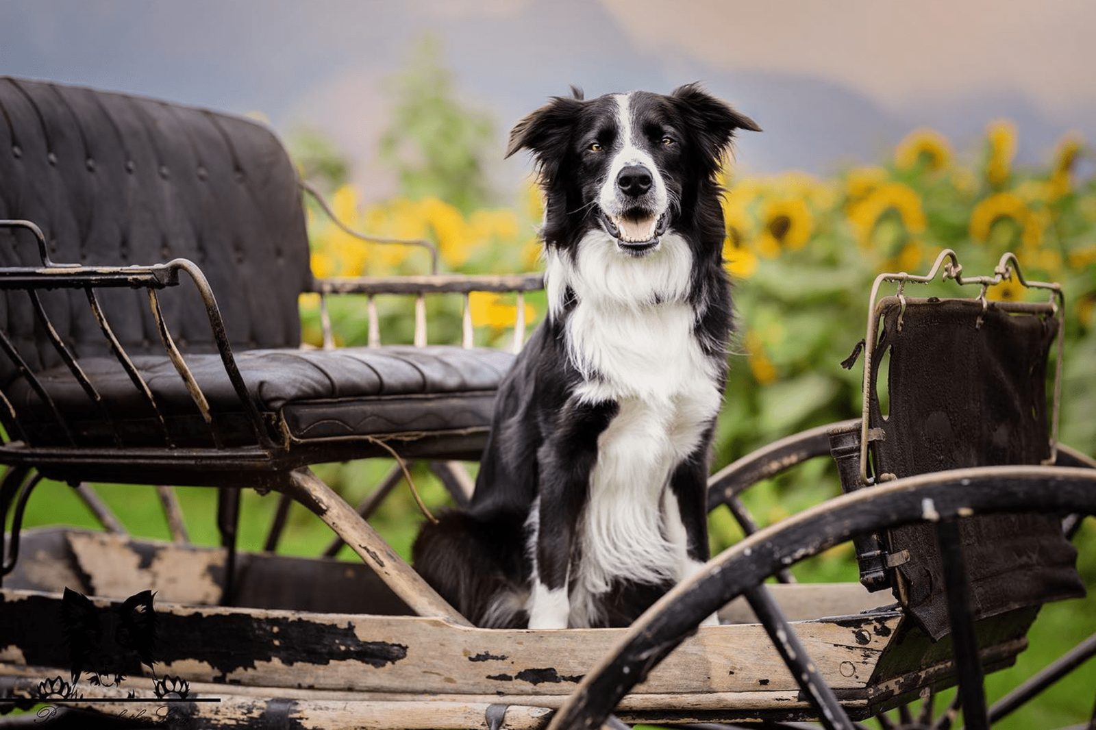 Willowcreek Border Collies | Border Collie Breeders in Canada
