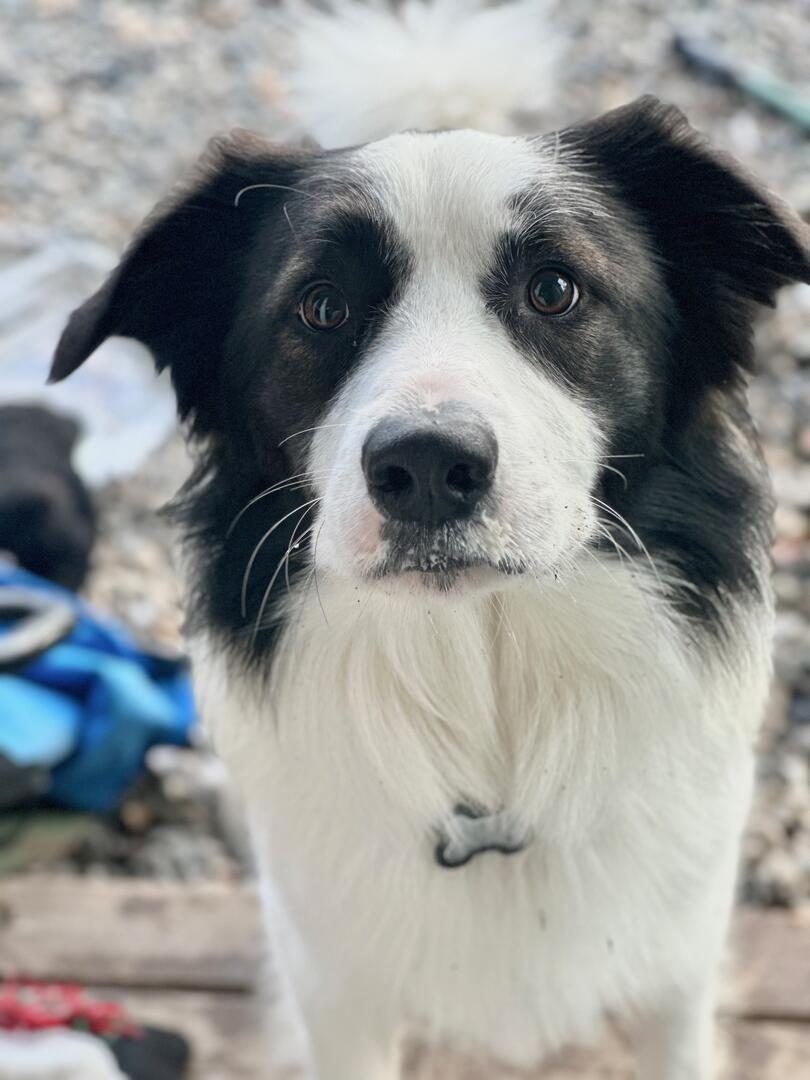 Willowcreek Border Collies | Jax