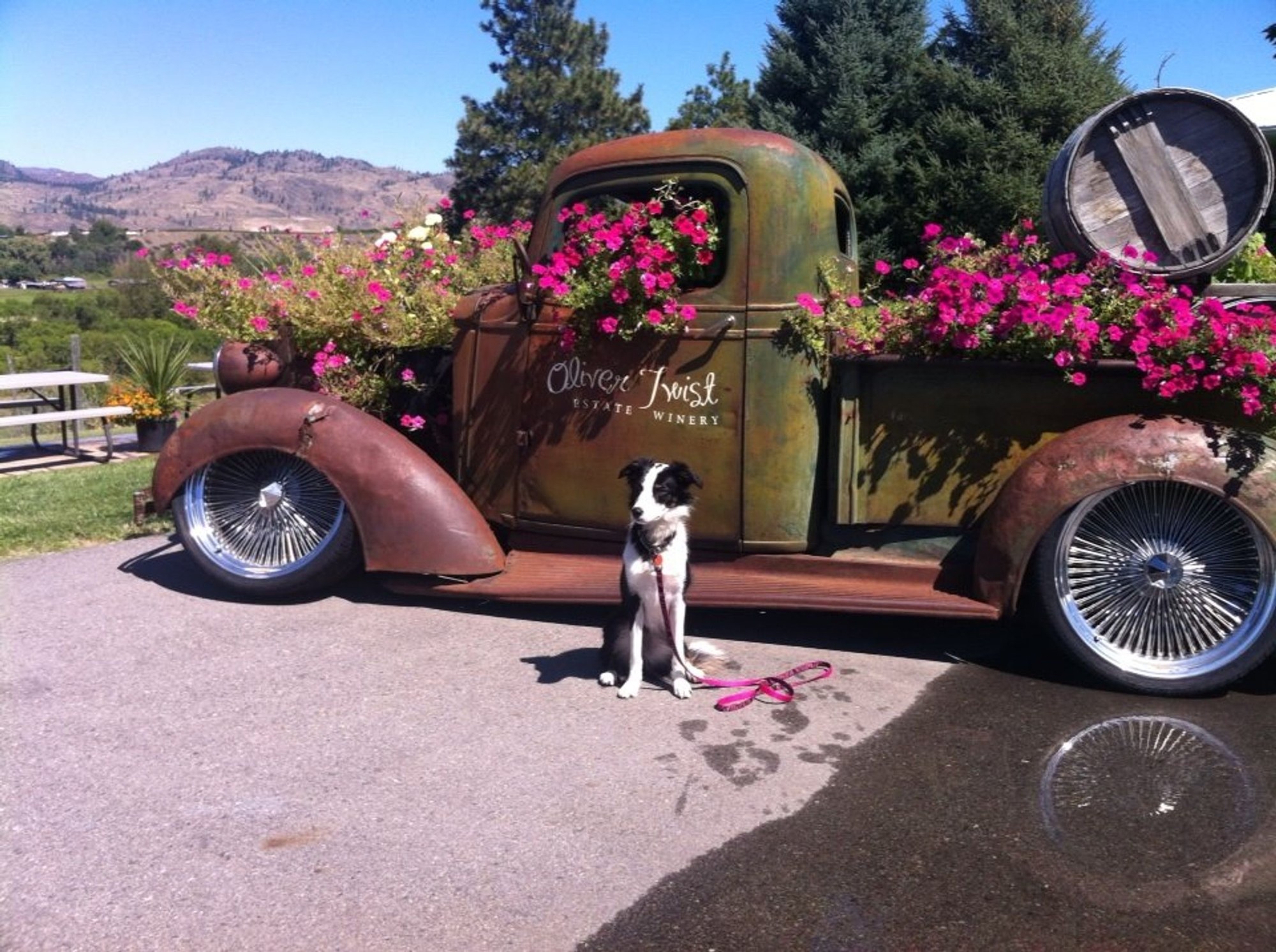 Riley posing at the Okanagan winery