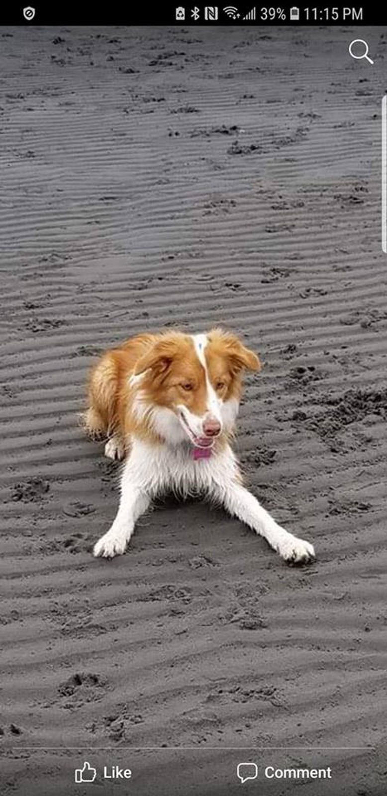 Willowcreek Border Collie Puppies | Border Collie Puppies in Canada
