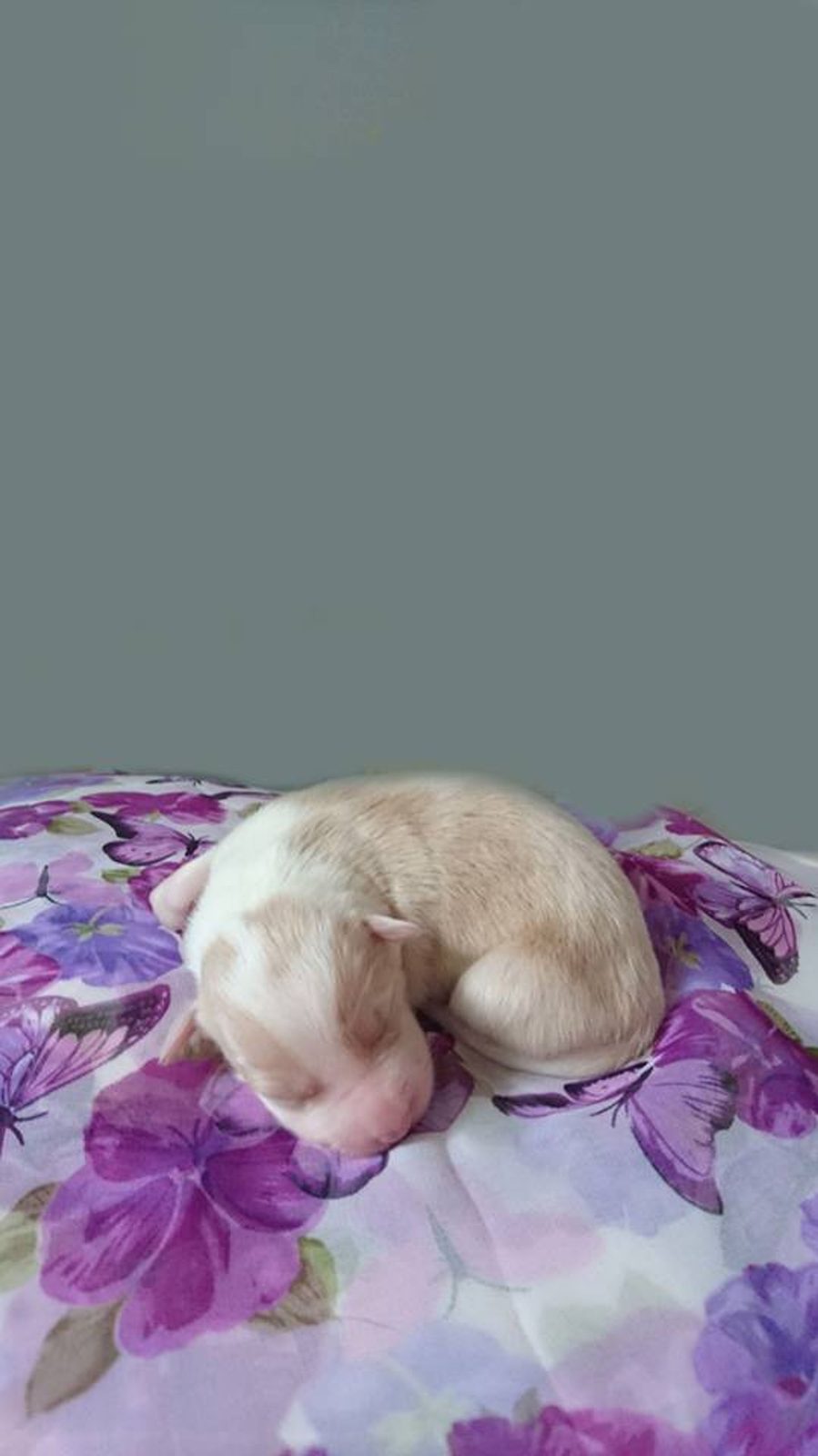 Willowcreek Border Collie Puppies | Border Collie Puppies in Canada