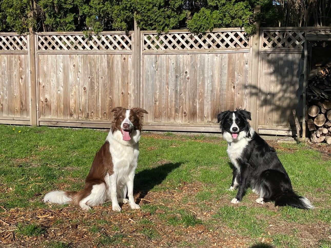 Available Border Collie Puppies