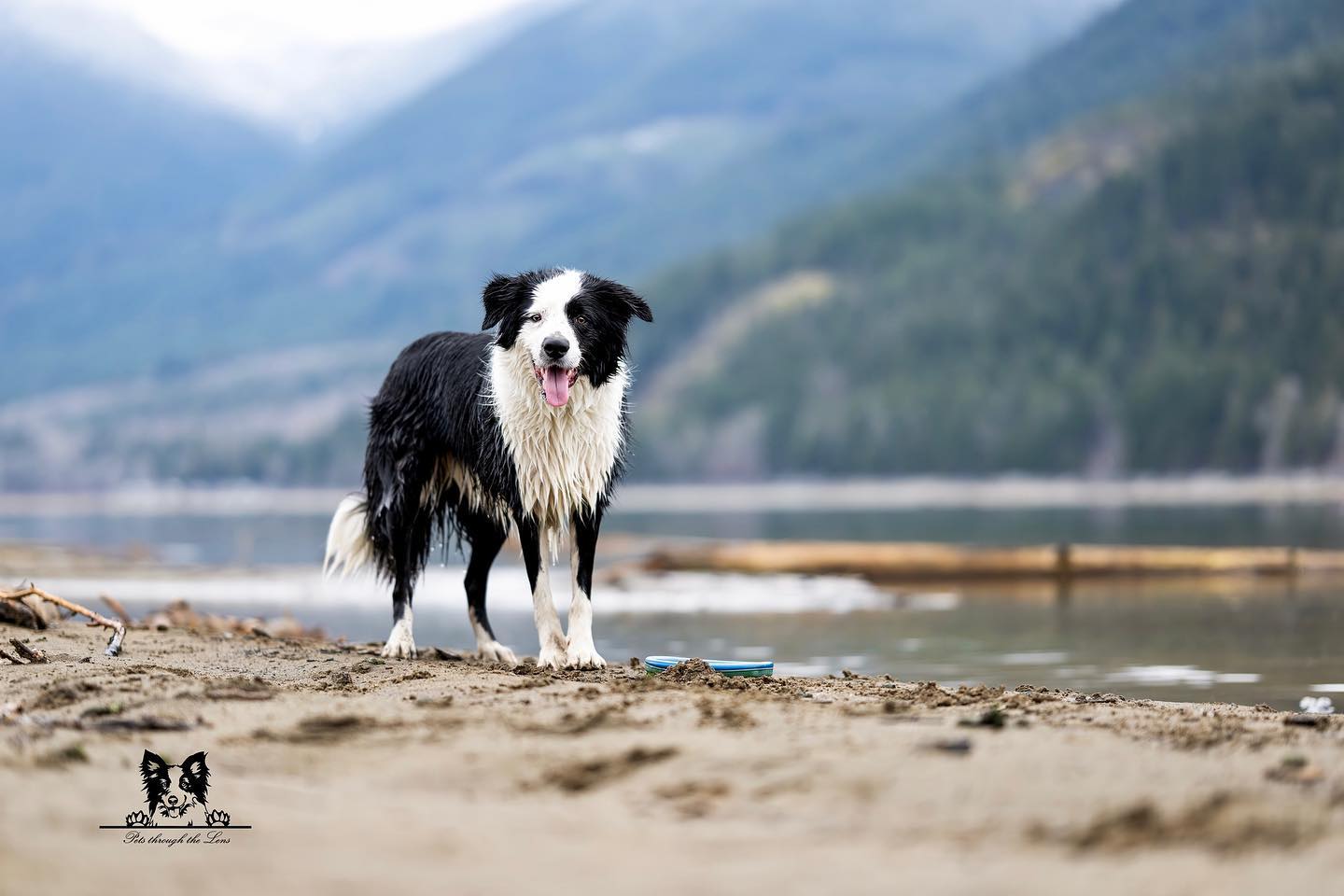 Pet Photography — Pets Through The Lens